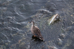 仙川の鳥たち～鴨