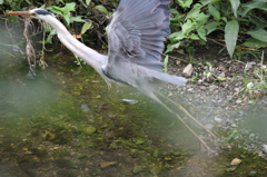 仙川の鳥たち～蒼鷺