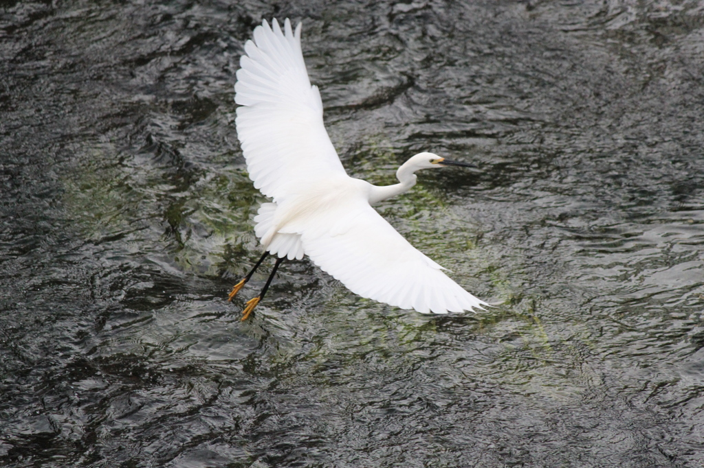 仙川の鳥たち～コサギ