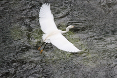 仙川の鳥たち～コサギ