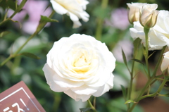 神代植物公園にて　Fabulous!