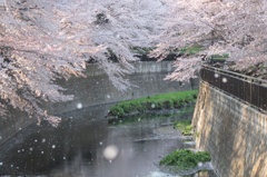 散りゆく仙川の桜