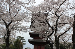 池上本門寺の桜