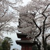 池上本門寺の桜