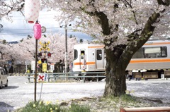 飯田線と桜並木
