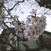 初桜