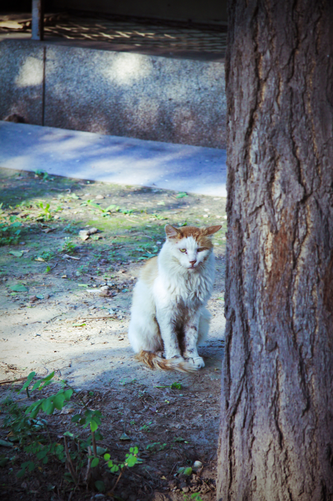 野良猫
