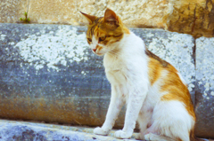 トルコ猫図鑑
