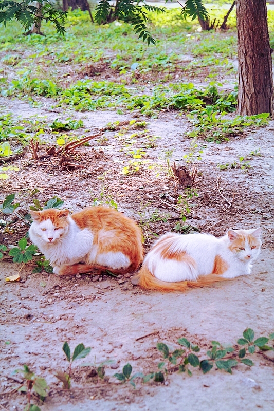 のんびり野良猫