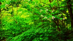 軽井沢の緑