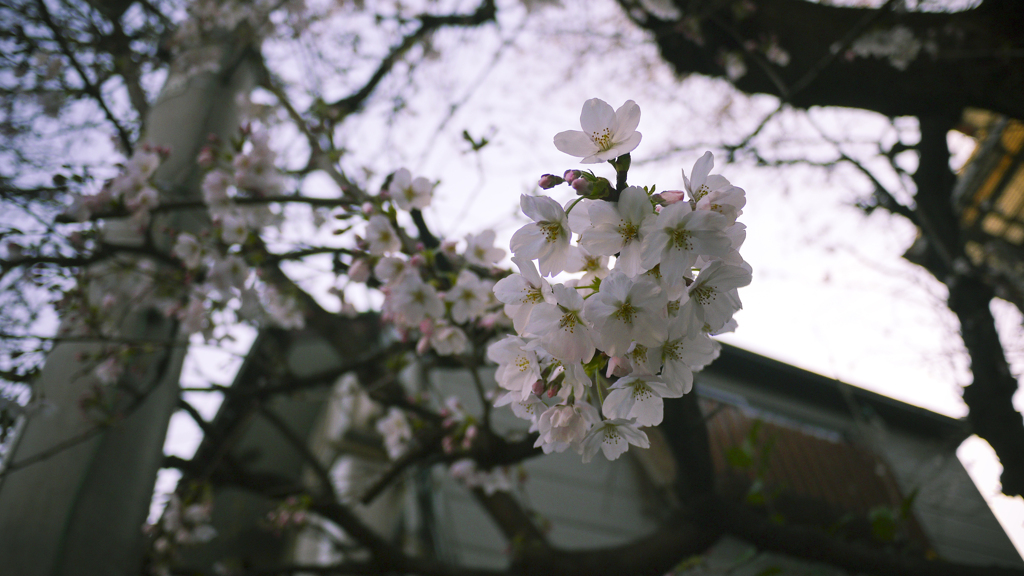 初桜