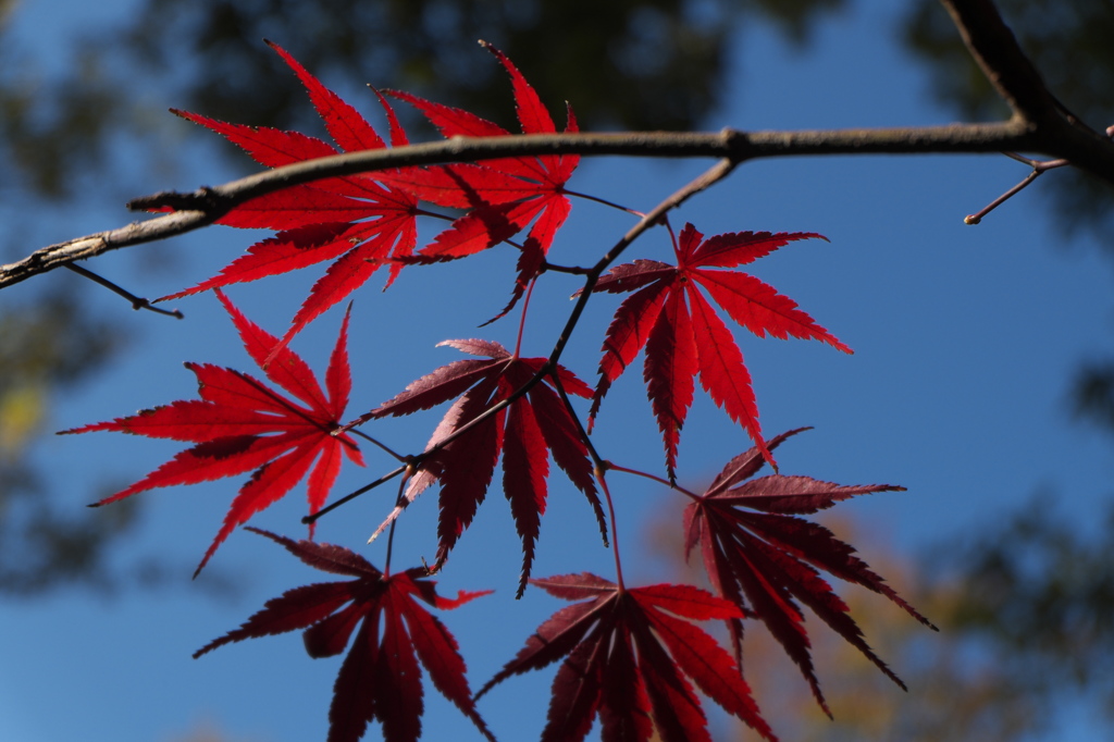 DSCF2354
