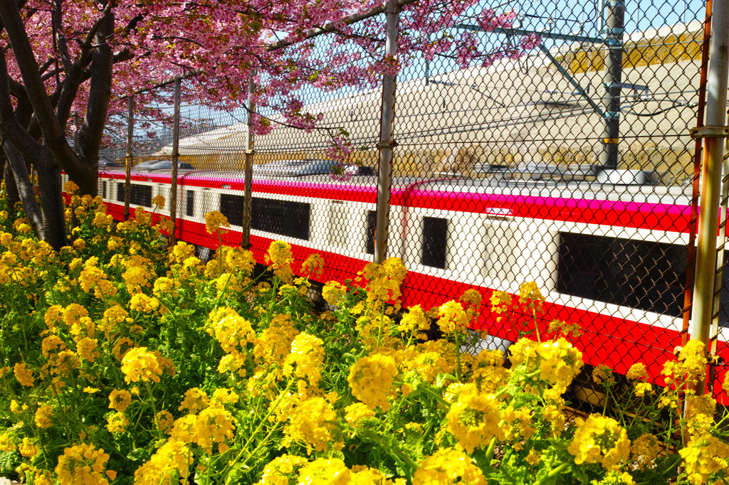 河津桜+菜の花+京急