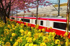 河津桜+菜の花+京急