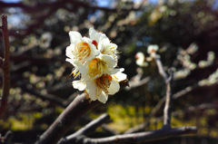 浜離宮梅の花