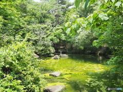 緑の沼