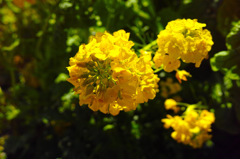 浜離宮菜の花1