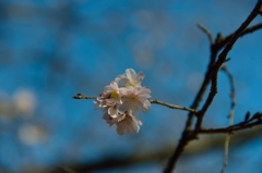 十月桜