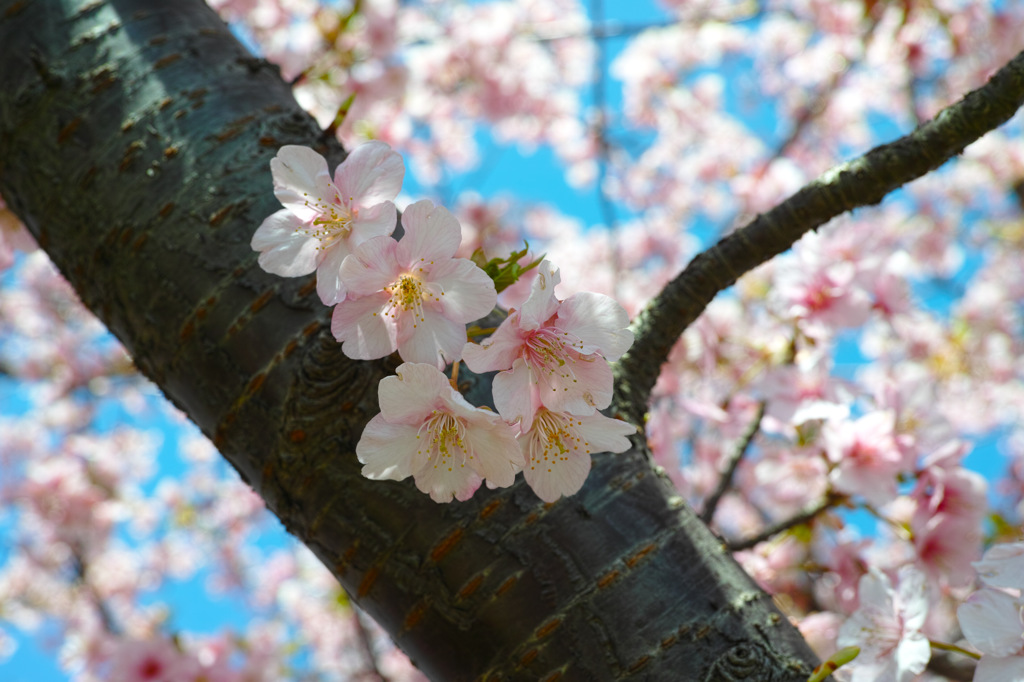 三浦海岸河津桜