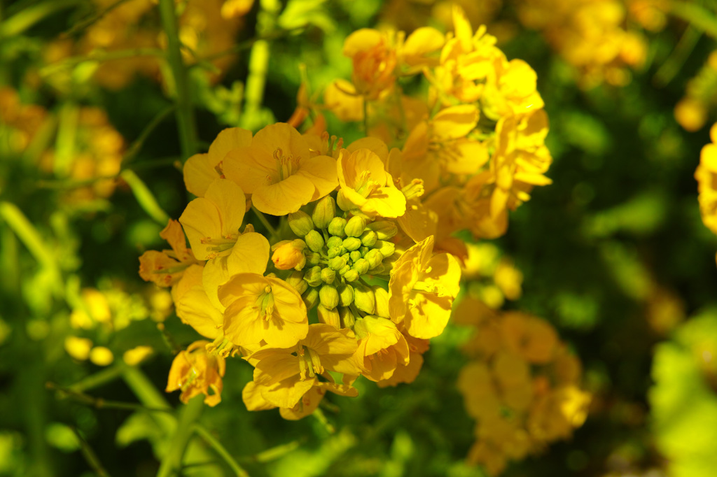 三浦海岸菜の花