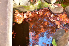 水の中の紅葉2