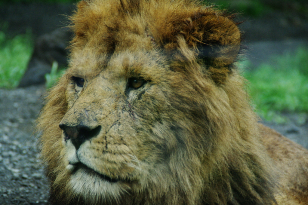 百獣の王の休息