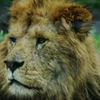 百獣の王の休息