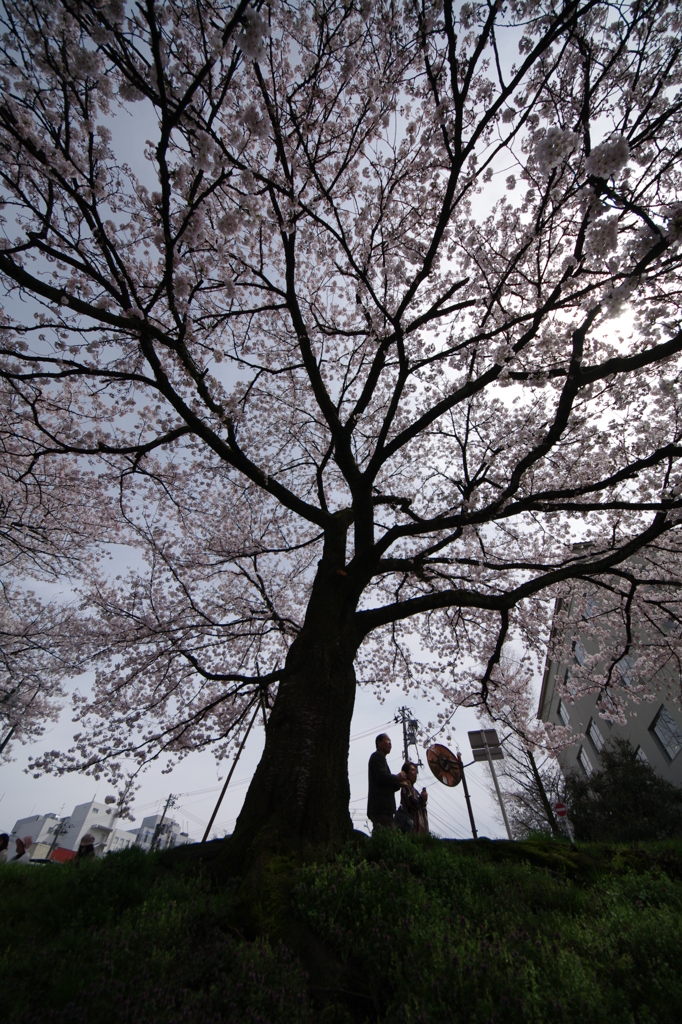 桜木の下で