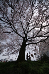 桜木の下で