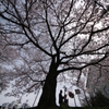 桜木の下で
