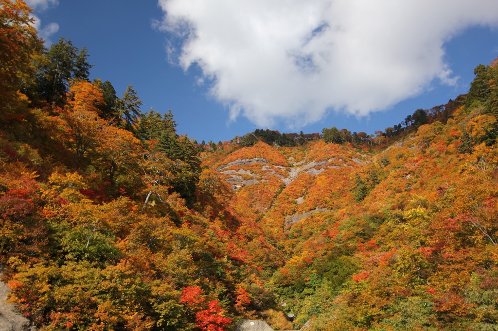 白山スーパー林道 - 紅葉