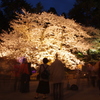 人波桜