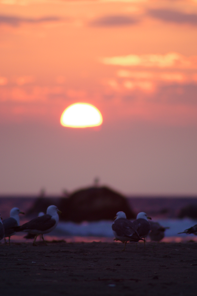 夕日とウミネコ