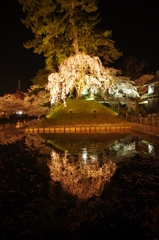 鏡桜