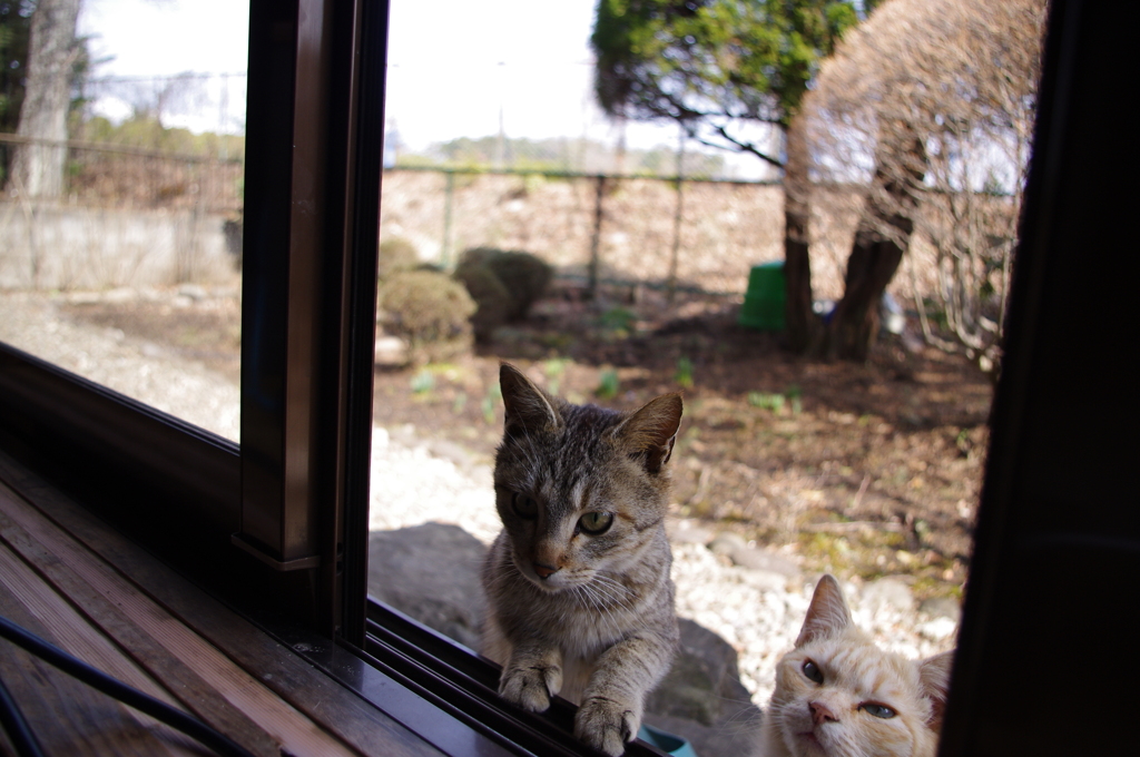 隙間からネコ２匹