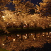 桜並木