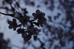 日暮れ桜