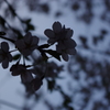 日暮れ桜
