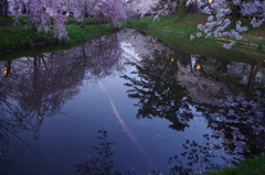 水面桜