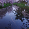水面桜