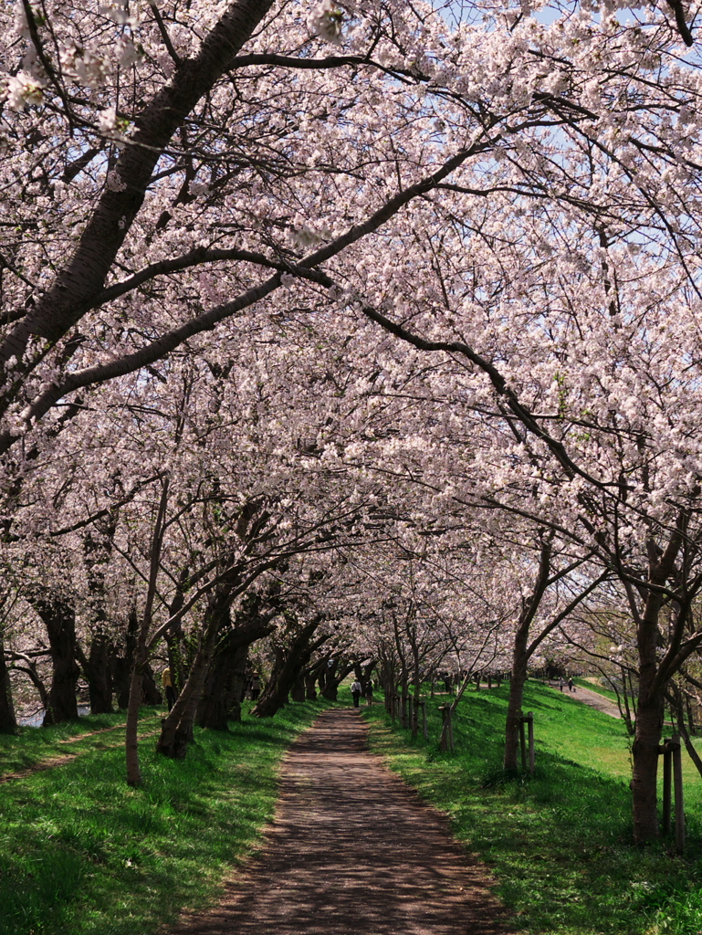 小貝川沿いの桜