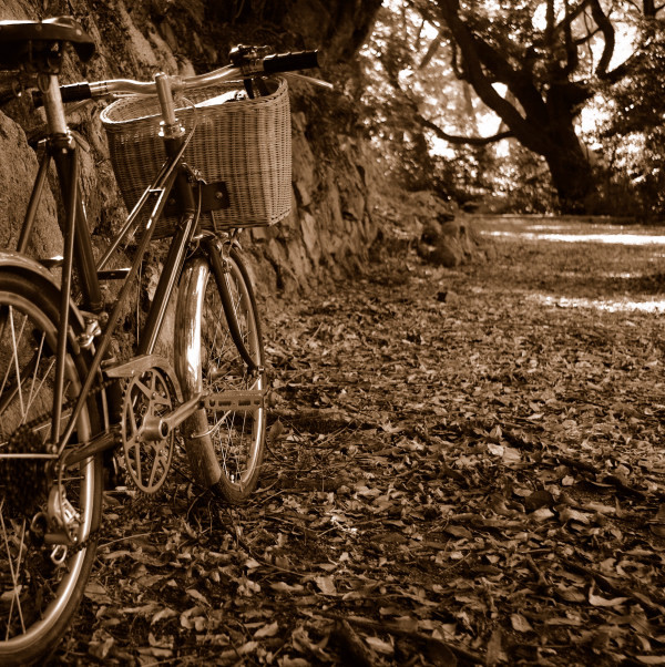 落ち葉の道を行く