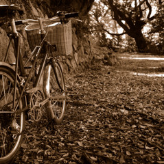 落ち葉の道を行く