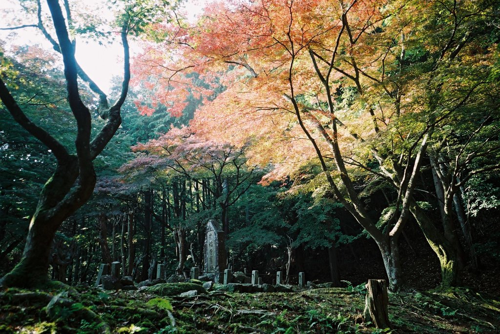 廃寺の秋
