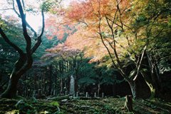 廃寺の秋