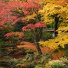 泉涌寺 庭園