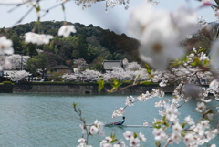 桜　・　瀬田川の春