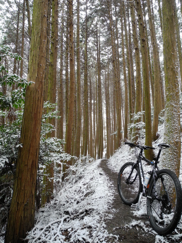 杉木立のシングルトラック