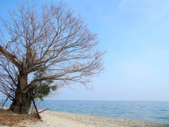 冬晴れの砂浜