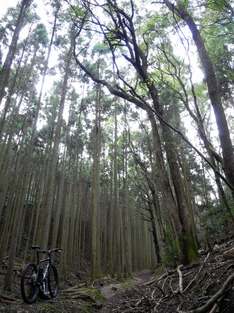 山の中へ